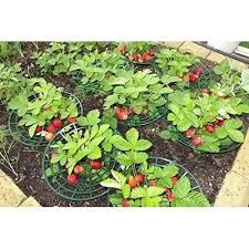 Strawberry Supports Easy To Use Strawberry Plant Support With 3 Sturdy Legs Flexible Green Color Plastic12 Per Pa Plants Bamboo Plants Garden Ideas To Make