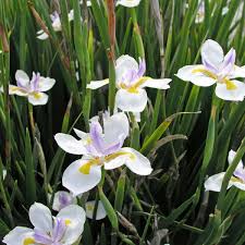 We did not find results for: Dietes Grandiflora 1 3l