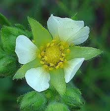 Image result for Platylepis glandulosa