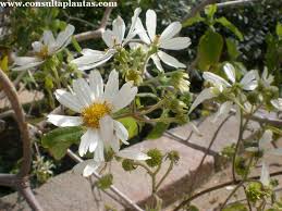 Image result for Montanoa bipinnatifida