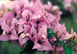 Bougainvillea Don Fernando Blooms Dark Red With An Orange Tinge Tropical Zone 9