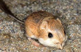 President theodore roosevelt and his family were great animal lovers throughout their lives. Kangaroo Rat Description Habitat Image Diet And Interesting Facts