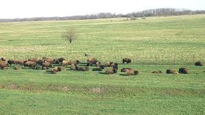 Live Stream Wild Bison Roaming Free At The Midewin National Tallgrass Prairie In Illinois Tallgrass Prairie Forest Preserve Roam