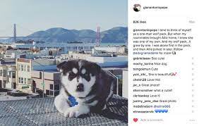 How To Make Your Dog Instagram Famous In 10 Weeks Or Less