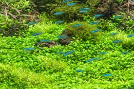 Image result for Glossostelma carsonii