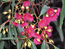 Eucalyptus flower 4, 30 April 2010