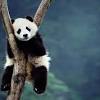 Find the best panda wallpaper on wallpapertag. 3