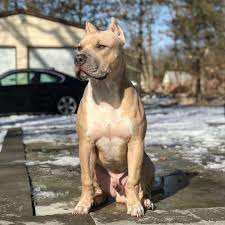 These xxl pit bulls puppies come from the best champagne pitbull and bluenose pitbull blood on earth. 9 Buckskin Pitbulls Ideas Pitbulls American Pitbull Terrier Pitbull Terrier