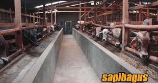 Sapi yang terberat dan terbesar di. Denah Kandang Sapi Limosin 8 Syarat Kandang Sapi Ideal Modern Maupun Sederhana Kami Menyediakan Sapi2 Limosin Dengan Berat Mulai Dari 300 Kg Sd 1000 Kg Lokasi Kandang Di Bekasi Harga Terjangkau Murah Meriah Dan Wholesalecochinealred