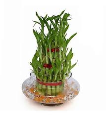 Maybe you would like to learn more about one of these? Abana Homes 3 Layers Lucky Bamboo Plant Indoor In Glass Pot 3 Layer Bamboo Amazon In Garden Outdoors