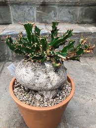 Image result for Euphorbia clavigera