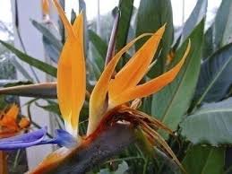 Birds of paradise are vibrant tropical flowers that grow best outdoors in hot, humid environments, but they can thrive if kept in pots as well. Bird Of Paradise Houseplant Care How To Grow Bird Of Paradise Indoors