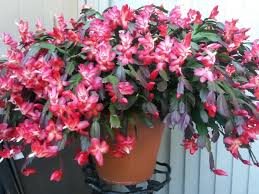 This is their normal way of responding to cold temperatures. Christmas Cactus Plant Posts Facebook