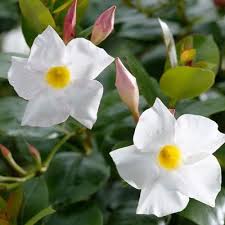 Image result for Dactyladenia gilletii