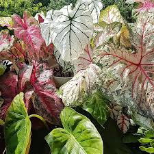 Image result for Caladium