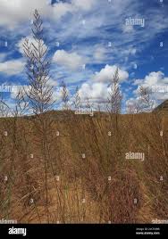 Image result for Pogonarthria