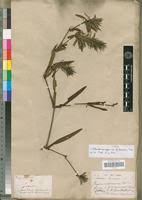 Image result for Pogonospermum ciliatum