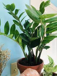 Care Guide For Zz Plant Zz Plant Care Plant Care Houseplant Plants