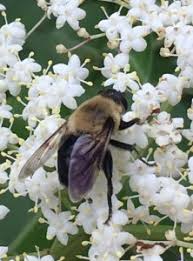 BEES Workmanship Example