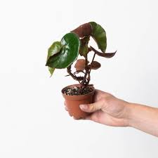 Image result for Begonia elaeagnifolia