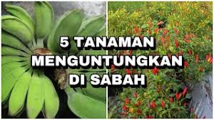 Apa ya bisnis yang menguntungkan saat ini? Tanaman Yang Menguntungkan Di Malaysia Cute766