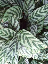 Calathea Concinna Plants Planter Des Fleurs Deco Plantes Plante
