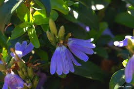 Image result for Sclerochiton hirsutus