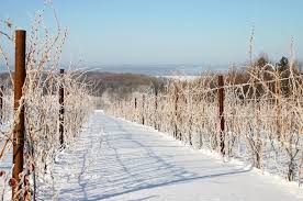 Length 4.9 mielevation gain 193 ftroute type loop. Things To Do On Old Mission Peninsula The Ultimate Pure Michigan Guide Michigan
