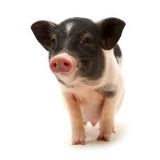 Why You Should Think Twice Before Buying A Teacup Pig Teacup Pigs Cute Baby Pigs Pet Pigs