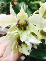 Image result for Oliverella hildebrandtii