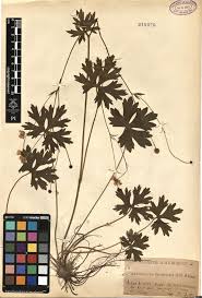 Image result for Polystachya kermesina