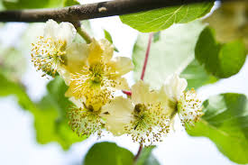 3.0 out of 5 stars 2. What It Takes To Be A Kiwifruit Rediscover