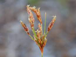 Image result for Bulbostylis scabricaulis