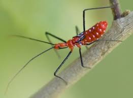 Maybe you would like to learn more about one of these? Assassin Bugs What S That Bug