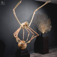 The japanese spider crab (macrocheira kaempferi) is a species of marine crab that lives in the waters around japan. Giant Japanese Spider Crab On A Tamarind Ball