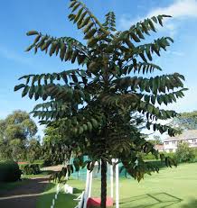 Image result for Polyscias kivuensis