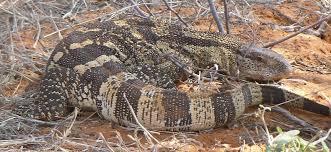 Yang ditemukan andrè koch di sulawesi panjangnya antara 1,60 meter sampai dua meter. Biawak Wikipedia Bahasa Indonesia Ensiklopedia Bebas