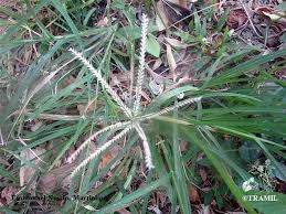 Image result for Eleusine