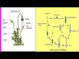 Miniature forests because of their small size and cm x 1 cm piece of liverwort thallus on one side of the cup and about an equal size of moss on the. Bryophyte Liverworts And Mosses Youtube