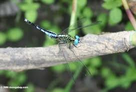 Black Green And Blue Dragonfly Black And Turquoise Dragonfly With Turquoise Eyes Turquoise Eyes Amazon Rainforest Dragonfly