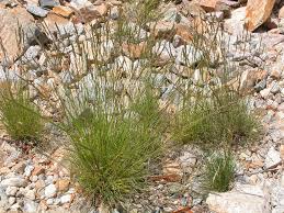 Image result for Festuca