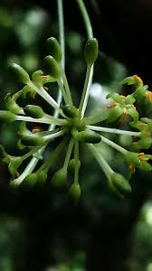 Image result for Icacinaceae