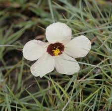 Image result for Hesperantha longicollis