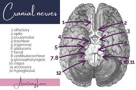 Image result for Crateva eminens