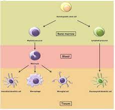 Biology Notes For A Level 58 The Immune System Phagocytes