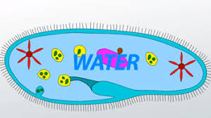 Animals don't rely on this. Contractile Vacuole Definition Function Video Lesson Transcript Study Com