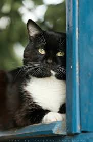 Sieht Aus Wie Mein Vinnie Animals Cats And Kittens Cats