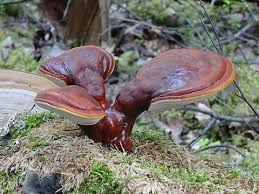 Image result for Ganoderma lucidum