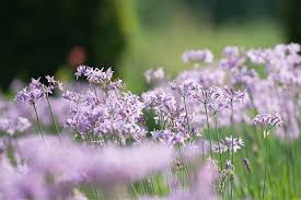 Image result for Tulbaghia fragrans