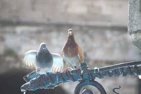 Repulsif Pigeon Repulsif Naturel Et Produit Anti Pigeon Faire Fuir Les Pigeons Pigeon Animaux